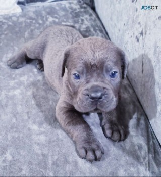 Cane Corso Pups