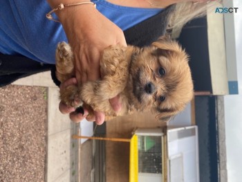 Yorkiepoo pups four boys left beautiful 