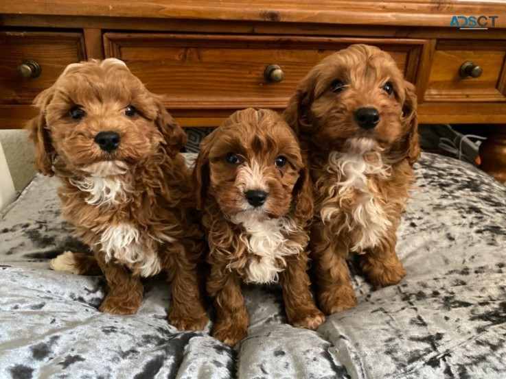 Cavapoo puppies 