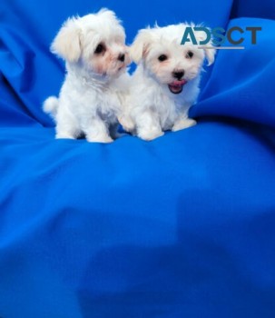 Gorgeous Maltese Puppies