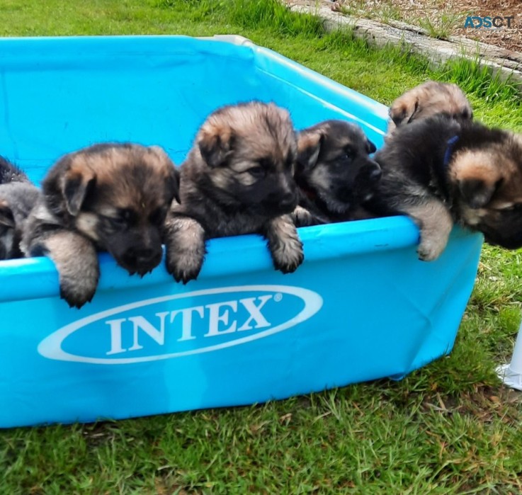 German Shepherd Puppies