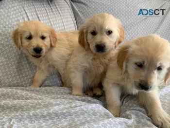 Golden Retriever Puppies