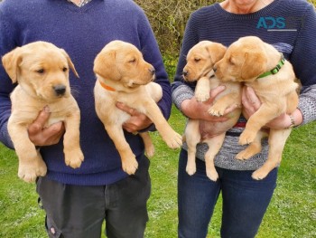 Labrador Pups