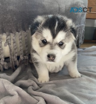 Siberian husky puppies