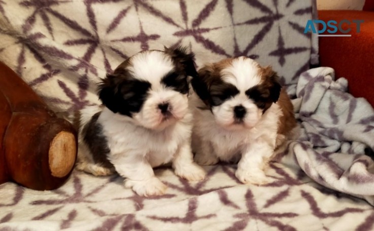 Shih tzu puppies