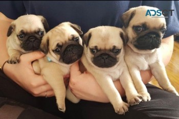 pug puppies