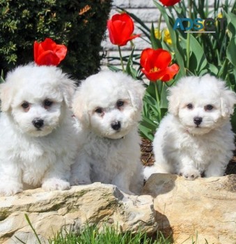 Bichon Frize puppies