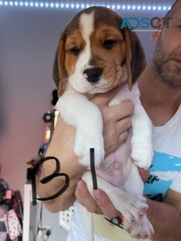 Beagles puppies