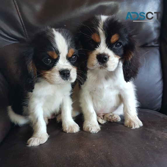 Cavalier King Charles puppies