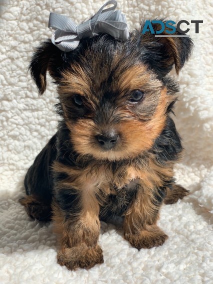 Yorkshire terrier puppy