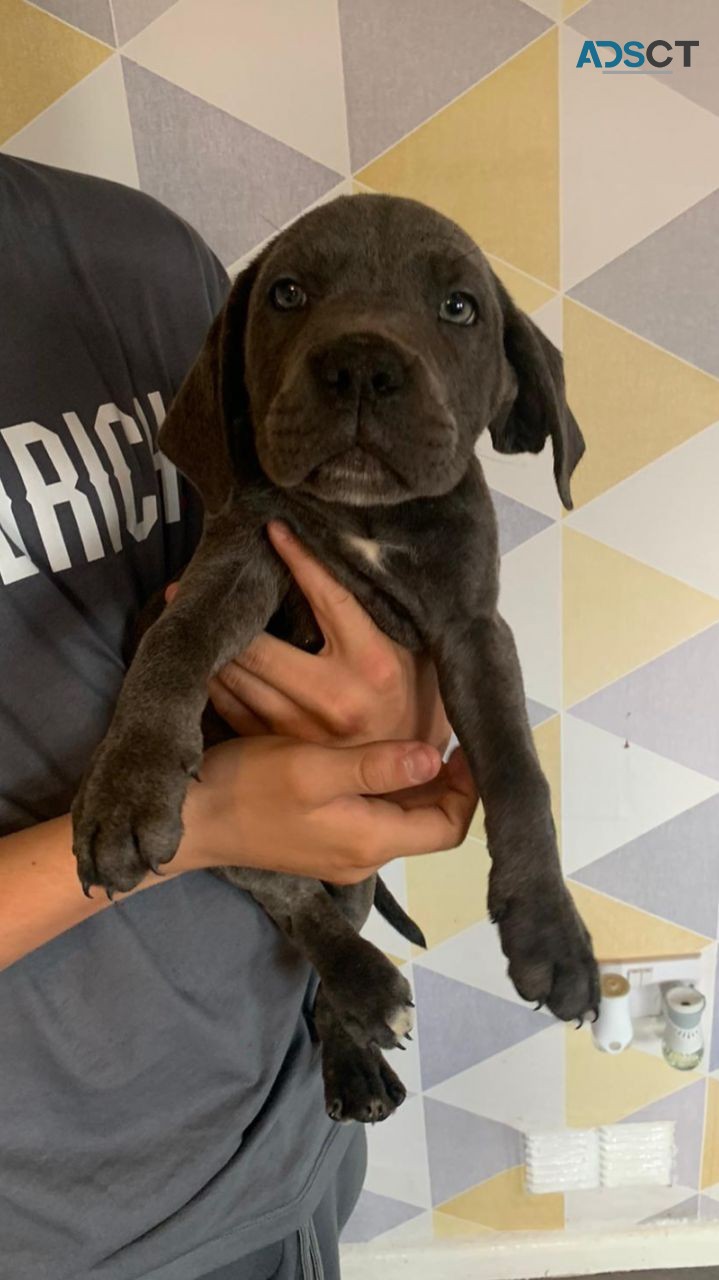 Cane Corso puppies for sale