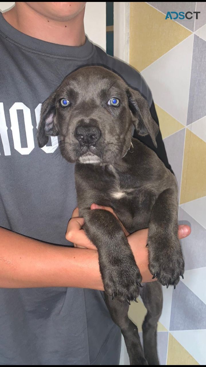 Cane Corso puppies for sale