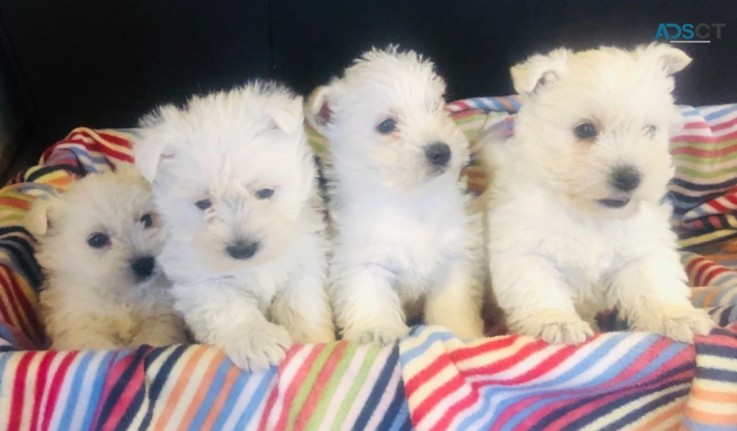 West Highland White Terriers for sale