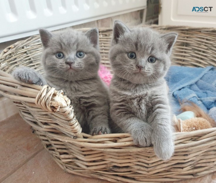 Pure GCCF Reg  British Shorthair Kittens