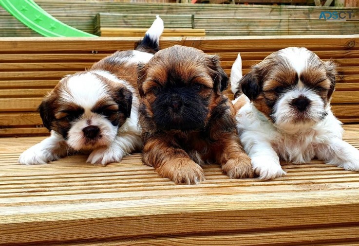 Shih tzu puppies boys and girls stunning