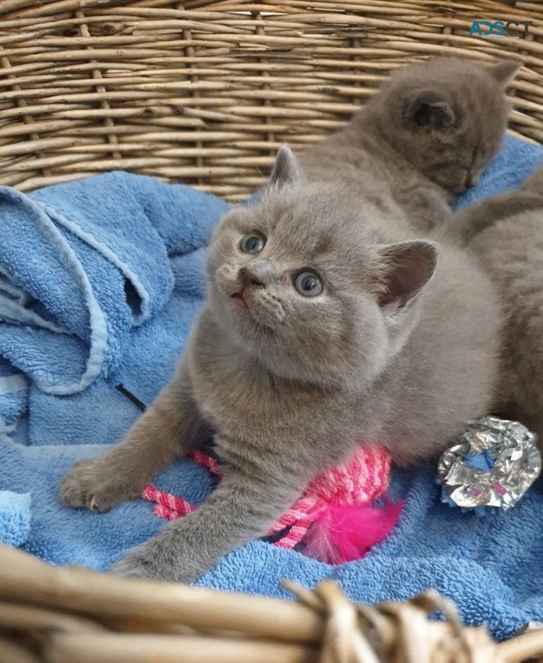 British Shorthair Kittens Available.