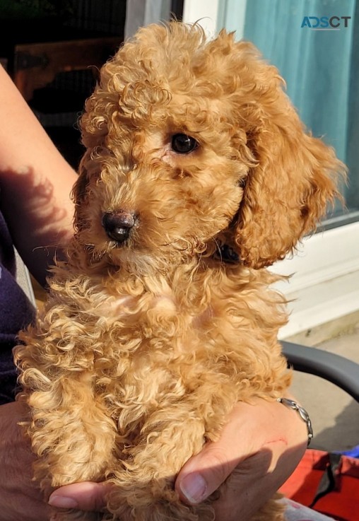 Cute Cavapoo  pups four boys left beauti