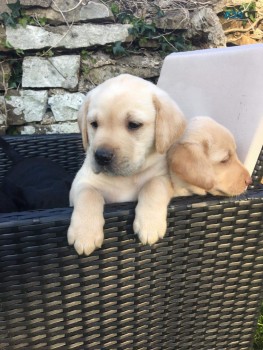 Labrador Pups