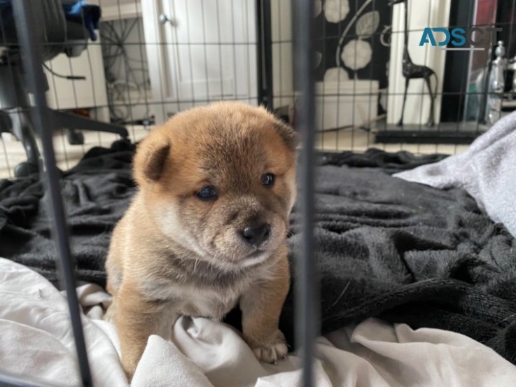 Japanese Shiba Inu Pups