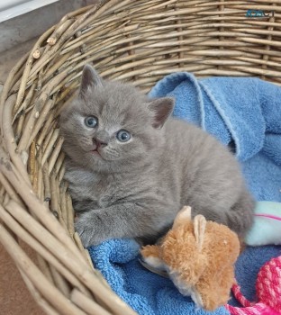 Blue British Shorthair kittens Availble.