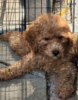 Adorable outstanding Teacup Cavapoo Pupp