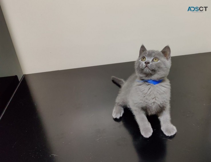 Home Raised British Shorthair kittens.