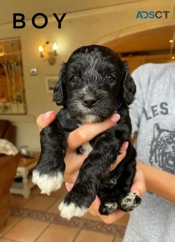 Cute Cavapoo  pups four boys left beauti