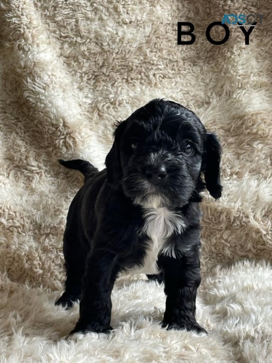 Cute Cavapoo  pups four boys left beauti