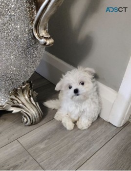 Maltese puppies for sale