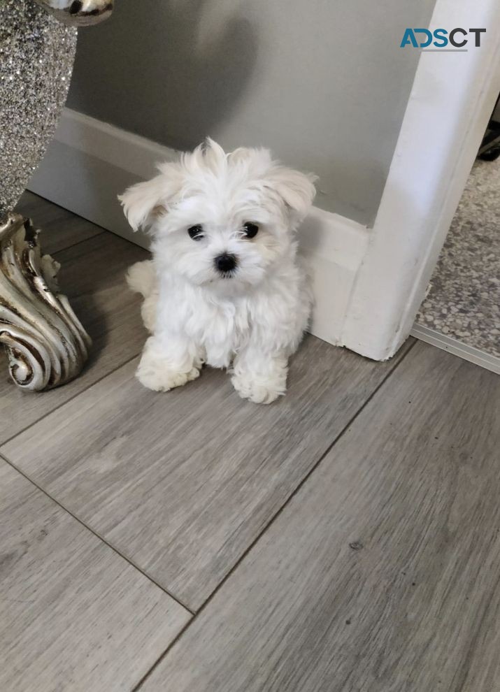 Maltese puppies for sale