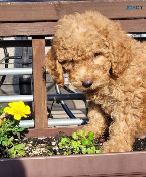 Cavapoo  Puppies For Sale