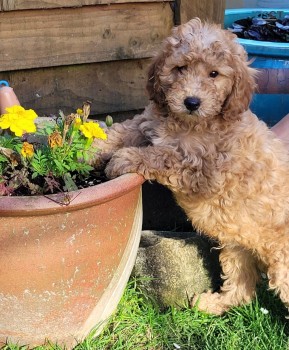 Cavapoo  Puppies For Sale