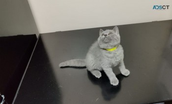 Gorgeous Blue British Shorthair kittens.