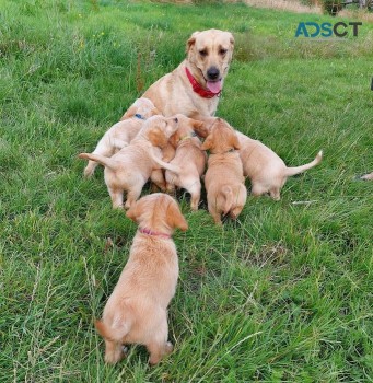 Labrador Retriever  puppies for sale  