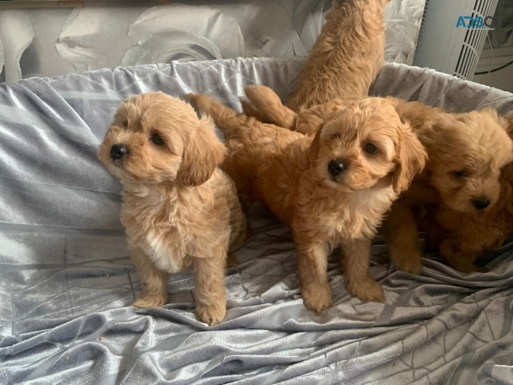 Friendly Teacup Cavapoo  Puppies for sal