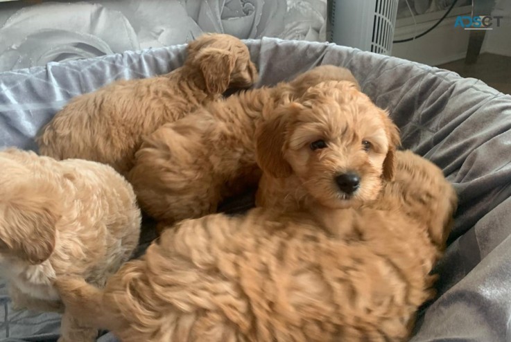 Friendly Teacup Cavapoo  Puppies for sal