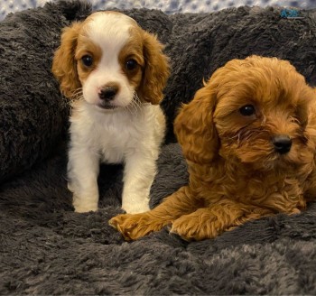 Cute Male and female Teacup Cavapoo Pupp