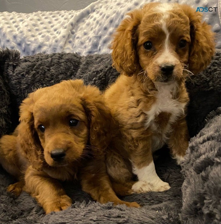 Cute Male and female Teacup Cavapoo Pupp