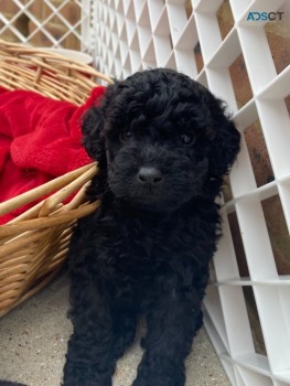 Toy Poodle puppies for sale  