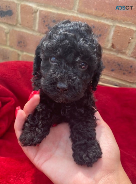 Toy Poodle puppies for sale  