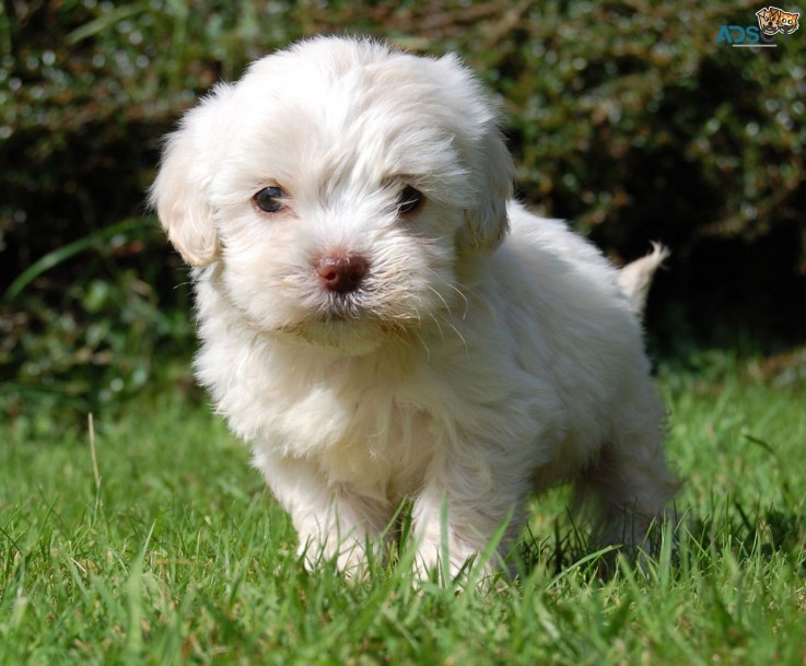  Intelligent Cavapoo puppies for Sale.