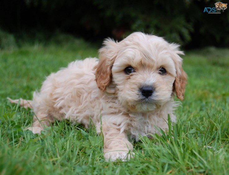  Intelligent Cavapoo puppies for Sale.