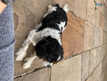 Gorgeous Chunky Male French Cavapoo 🐶