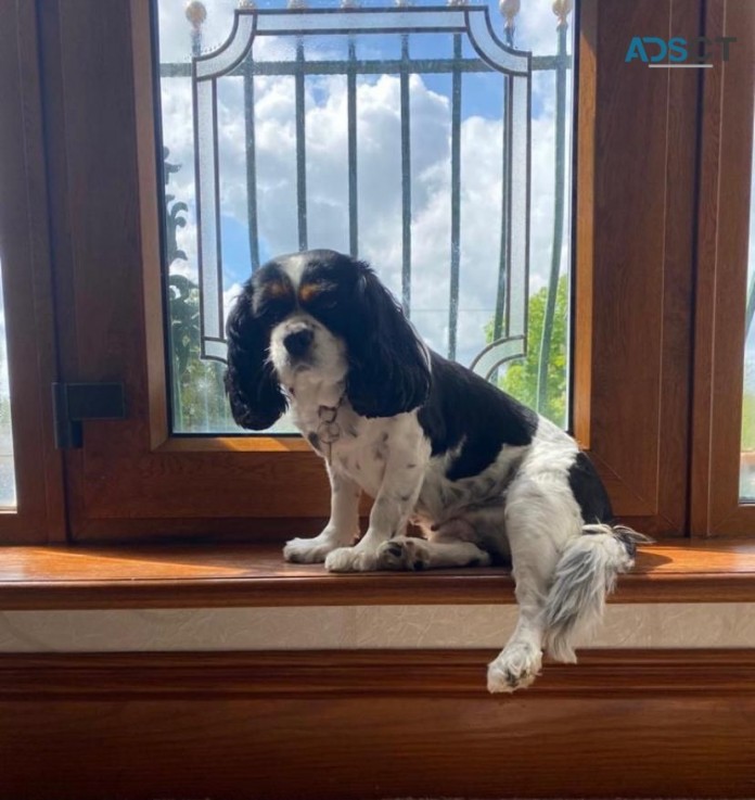 Gorgeous Chunky Male French Cavapoo 🐶