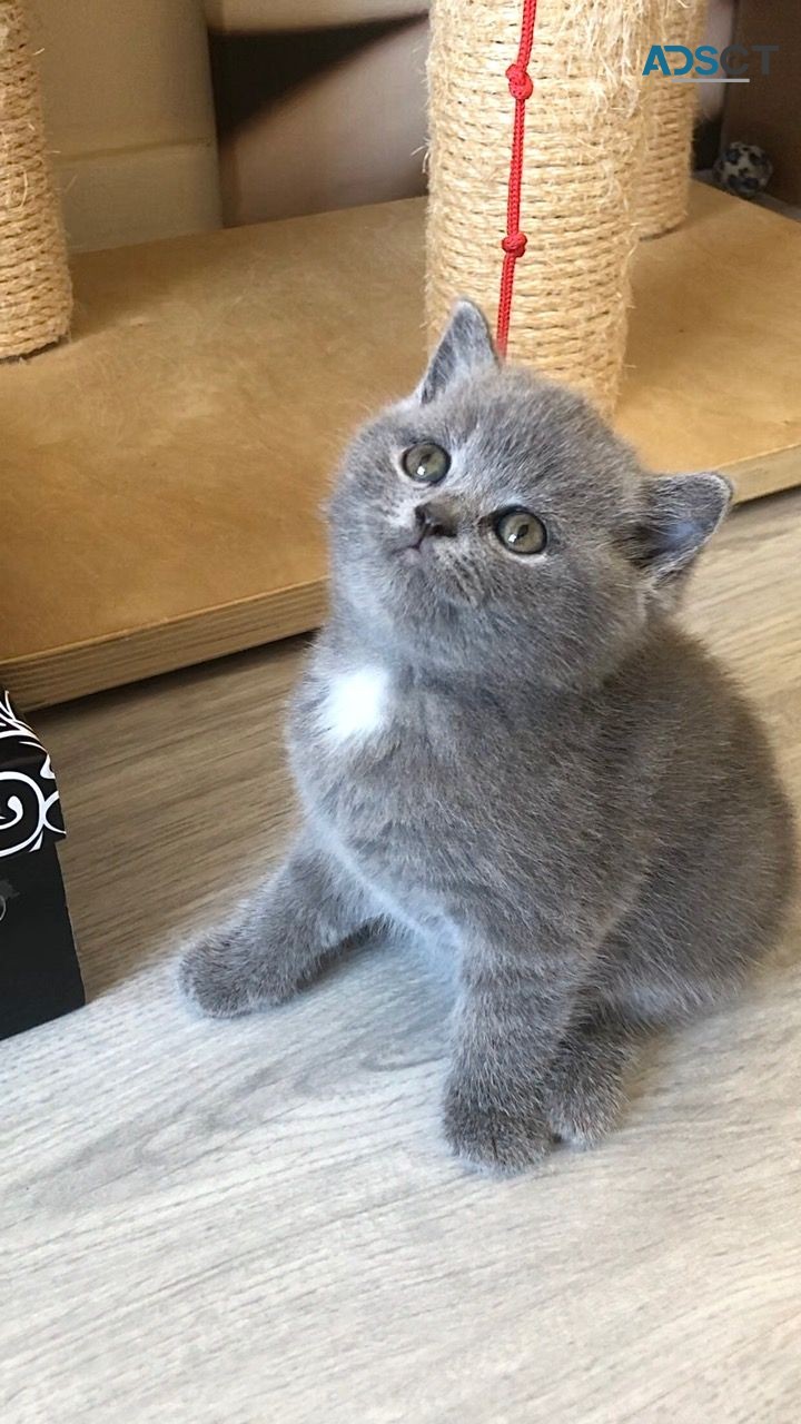 British Blue Shorthair Kitten for sale 