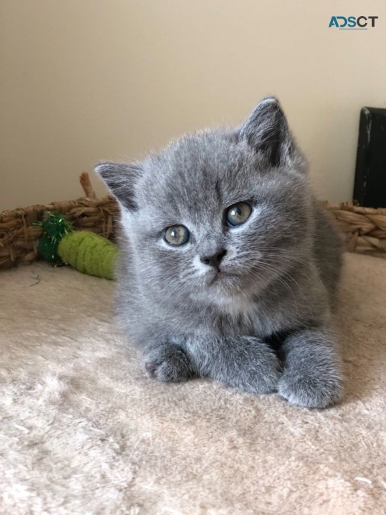 British Blue Shorthair Kitten for sale 