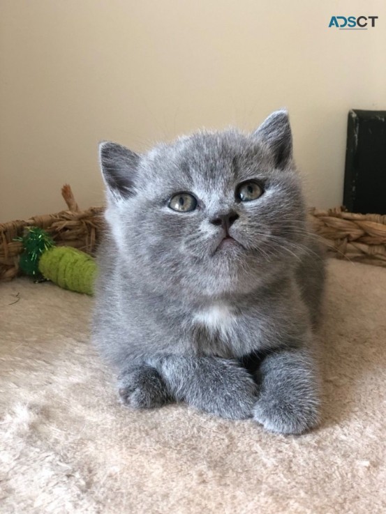 British Blue Shorthair Kitten for sale 