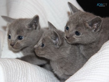 Russian Blue Kitten for sale 