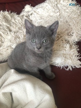 Russian Blue Kitten for sale 