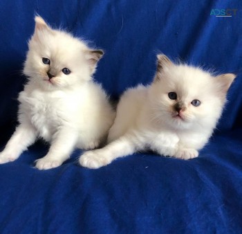 Ragdoll Kitten for sale 